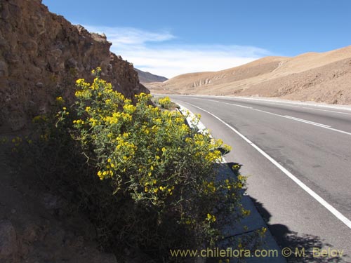 Imágen de Solanum lycopersicoides (). Haga un clic para aumentar parte de imágen.