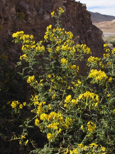 Imágen de Solanum lycopersicoides (). Haga un clic para aumentar parte de imágen.