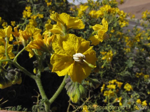 Solanum lycopersicoides의 사진