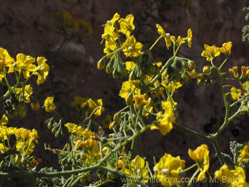 Solanum lycopersicoides의 사진