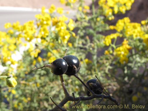 Фотография Solanum lycopersicoides (). Щелкните, чтобы увеличить вырез.