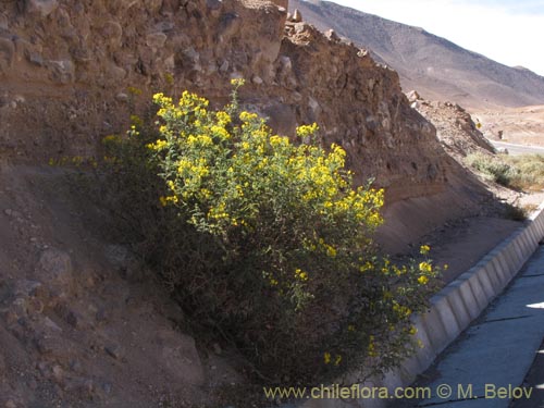 Imágen de Solanum lycopersicoides (). Haga un clic para aumentar parte de imágen.