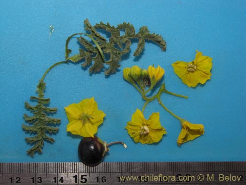 Image of Solanum lycopersicoides (). Click to enlarge parts of image.