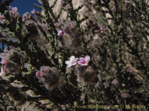 Imágen de Acantholippia tarapacana (Rica-rica). Haga un clic para aumentar parte de imágen.