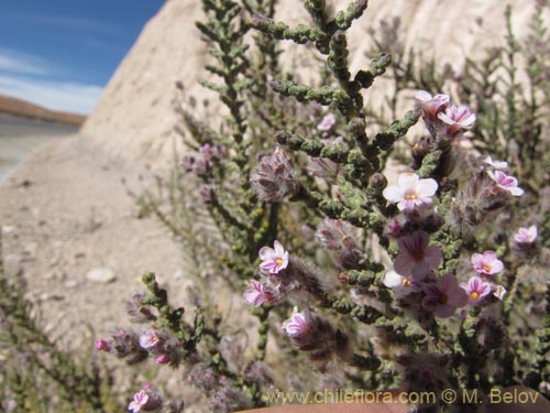 Imágen de Acantholippia tarapacana (Rica-rica). Haga un clic para aumentar parte de imágen.