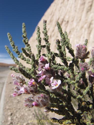 Imágen de Acantholippia tarapacana (Rica-rica). Haga un clic para aumentar parte de imágen.