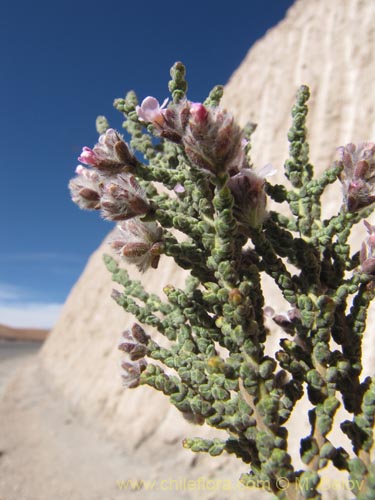 Imágen de Acantholippia tarapacana (Rica-rica). Haga un clic para aumentar parte de imágen.