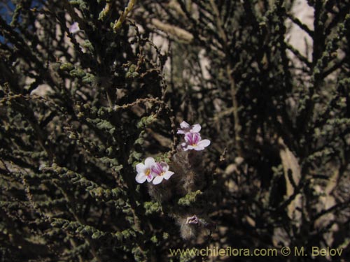 Image of Acantholippia tarapacana (Rica-rica). Click to enlarge parts of image.