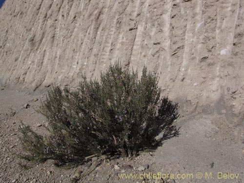 Bild von Acantholippia tarapacana (Rica-rica). Klicken Sie, um den Ausschnitt zu vergrössern.