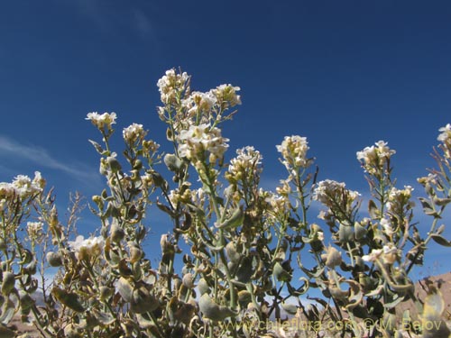 Brassicaceae sp. #1972의 사진