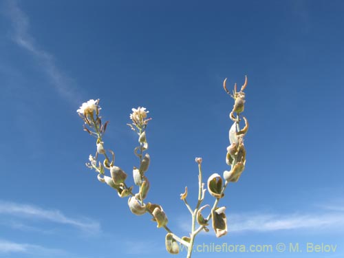 Imágen de Brassicaceae sp. #1972 (). Haga un clic para aumentar parte de imágen.