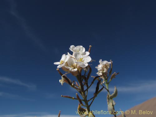 Brassicaceae sp. #1972의 사진