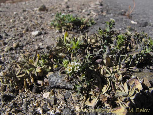 Bild von Heliotropium curassavicum (). Klicken Sie, um den Ausschnitt zu vergrössern.