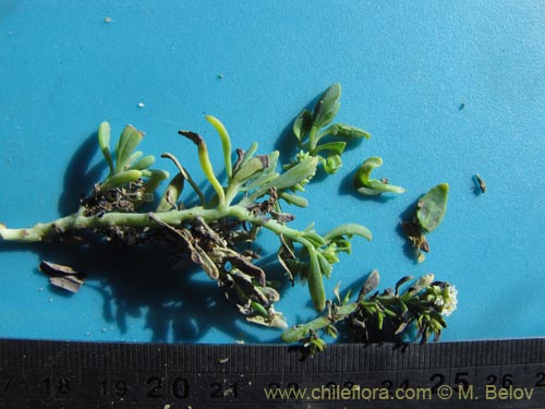Heliotropium curassavicumの写真