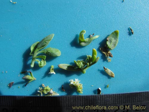 Imágen de Heliotropium curassavicum (). Haga un clic para aumentar parte de imágen.