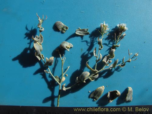 Brassicaceae sp. #1972の写真