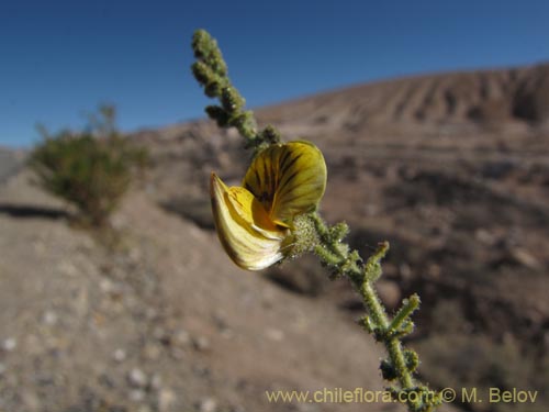 Imágen de Adesmia atacamensis (). Haga un clic para aumentar parte de imágen.