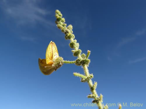 Adesmia atacamensis的照片