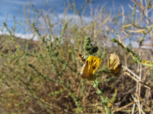 Image of Adesmia atacamensis (). Click to enlarge parts of image.