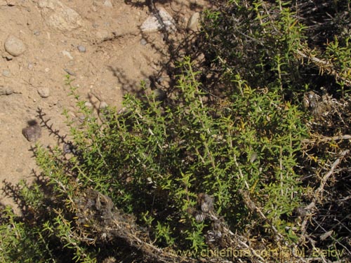 Imágen de Senecio sp. #2016 (). Haga un clic para aumentar parte de imágen.