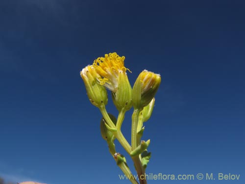 Senecio sp. #2016의 사진