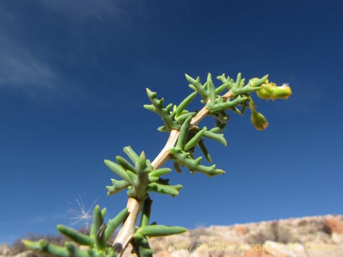 Imágen de Senecio sp. #2016 (). Haga un clic para aumentar parte de imágen.