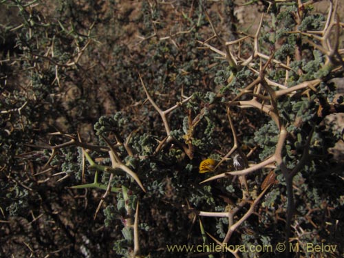 Imágen de Adesmia spinosissima (). Haga un clic para aumentar parte de imágen.