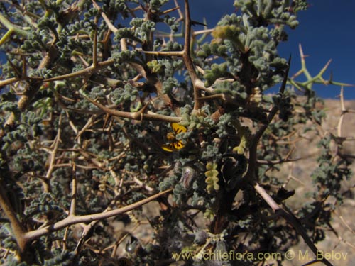 Imágen de Adesmia spinosissima (). Haga un clic para aumentar parte de imágen.