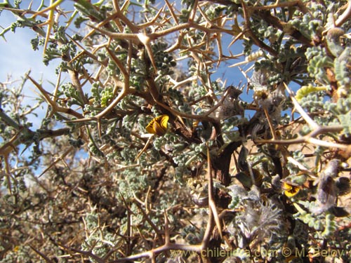 Imágen de Adesmia spinosissima (). Haga un clic para aumentar parte de imágen.