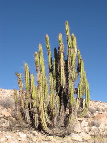 Фотография Corryocactus brevistylus (Guacalla). Щелкните, чтобы увеличить вырез.