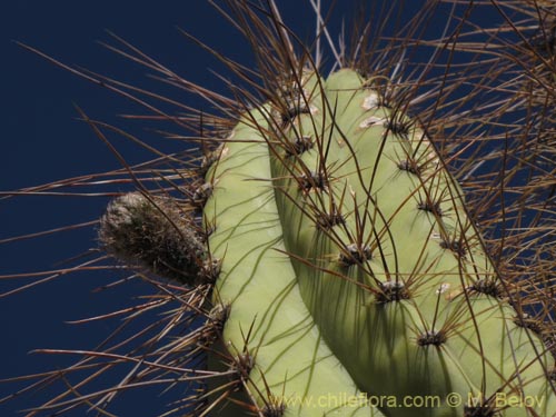 Фотография Corryocactus brevistylus (Guacalla). Щелкните, чтобы увеличить вырез.