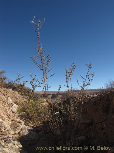 Imágen de Balbisia microphylla (). Haga un clic para aumentar parte de imágen.