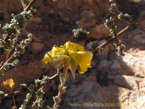 Фотография Balbisia microphylla (). Щелкните, чтобы увеличить вырез.