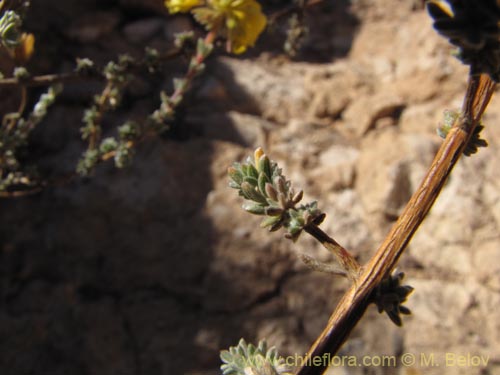 Imágen de Balbisia microphylla (). Haga un clic para aumentar parte de imágen.