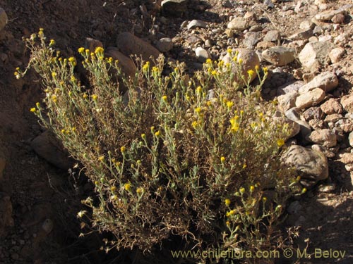 Imágen de Senecio sp. #1977 (). Haga un clic para aumentar parte de imágen.