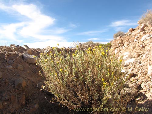 Image of Senecio sp. #1977 (). Click to enlarge parts of image.