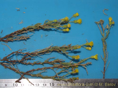 Image of Senecio sp. #1977 (). Click to enlarge parts of image.