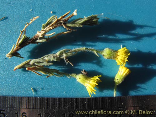 Image of Senecio sp. #1977 (). Click to enlarge parts of image.