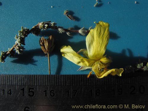 Bild von Balbisia microphylla (). Klicken Sie, um den Ausschnitt zu vergrössern.