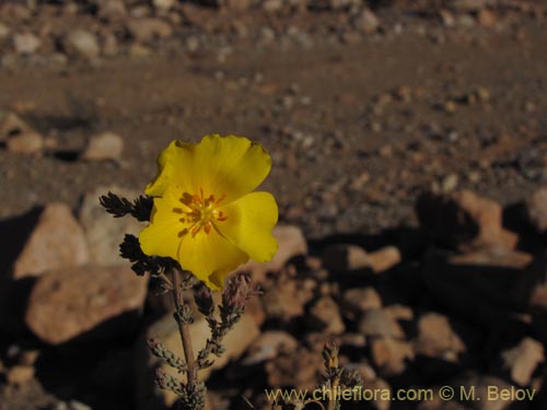 Bild von Balbisia microphylla (). Klicken Sie, um den Ausschnitt zu vergrössern.