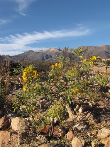 Imágen de Senna birostris var. arequipensis (). Haga un clic para aumentar parte de imágen.