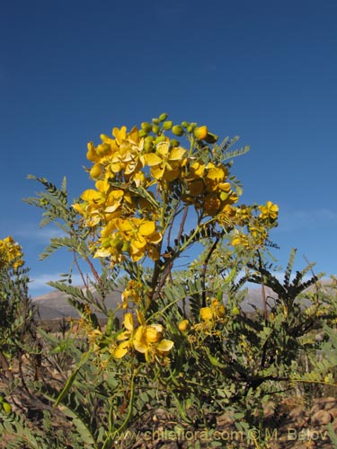 Imágen de Senna birostris var. arequipensis (). Haga un clic para aumentar parte de imágen.