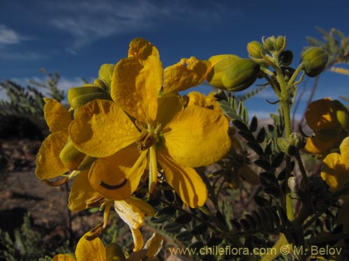 Senna birostris var. arequipensisの写真