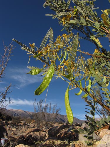 Imágen de Senna birostris var. arequipensis (). Haga un clic para aumentar parte de imágen.