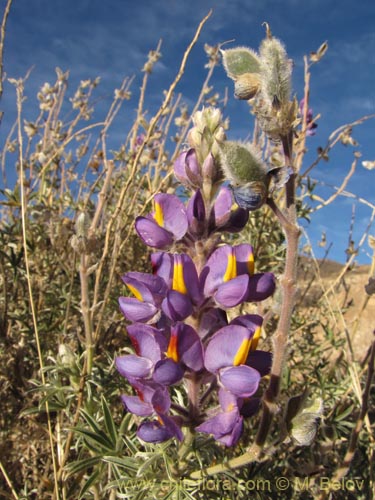 Image of Lupinus oreophilis (). Click to enlarge parts of image.