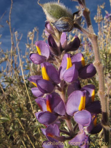 Lupinus oreophilis의 사진