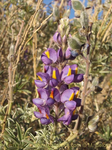 Lupinus oreophilisの写真