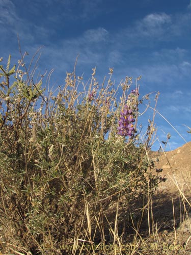 Imágen de Lupinus oreophilis (). Haga un clic para aumentar parte de imágen.