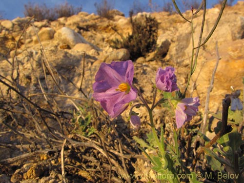 Bild von Solanum pulchellum (). Klicken Sie, um den Ausschnitt zu vergrössern.