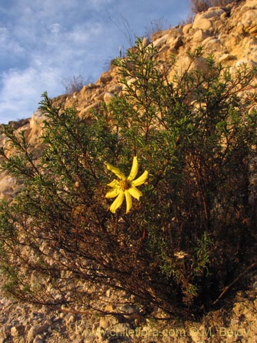 Image of Coreopsis suaveolens (). Click to enlarge parts of image.